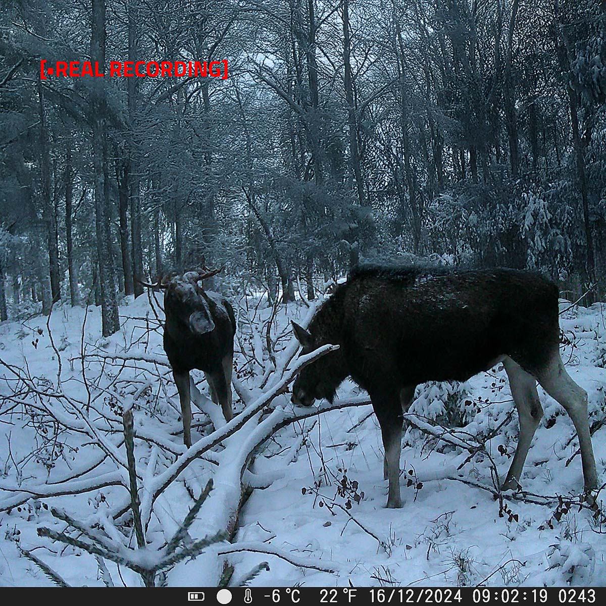 Wildlife Kamera | 4K@10fps | 50 MPixel | 5 MPixel CMOS | IP65 | Schwarz No-Glow IR | Nachtsicht | Blickwinkel: 60 ° | Bewegungssensor | Erfassungswinkel: 130 ° | Erfassungsbereich: 20 m | Monitorgröße: 2.4 " | LCD Screen | Braun / Grün